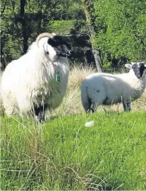  ??  ?? HI-TECH BOOST: SheepNet, with the six main EU sheep-producing countries taking part, will look at innovative technologi­es for improving sheep productivi­ty