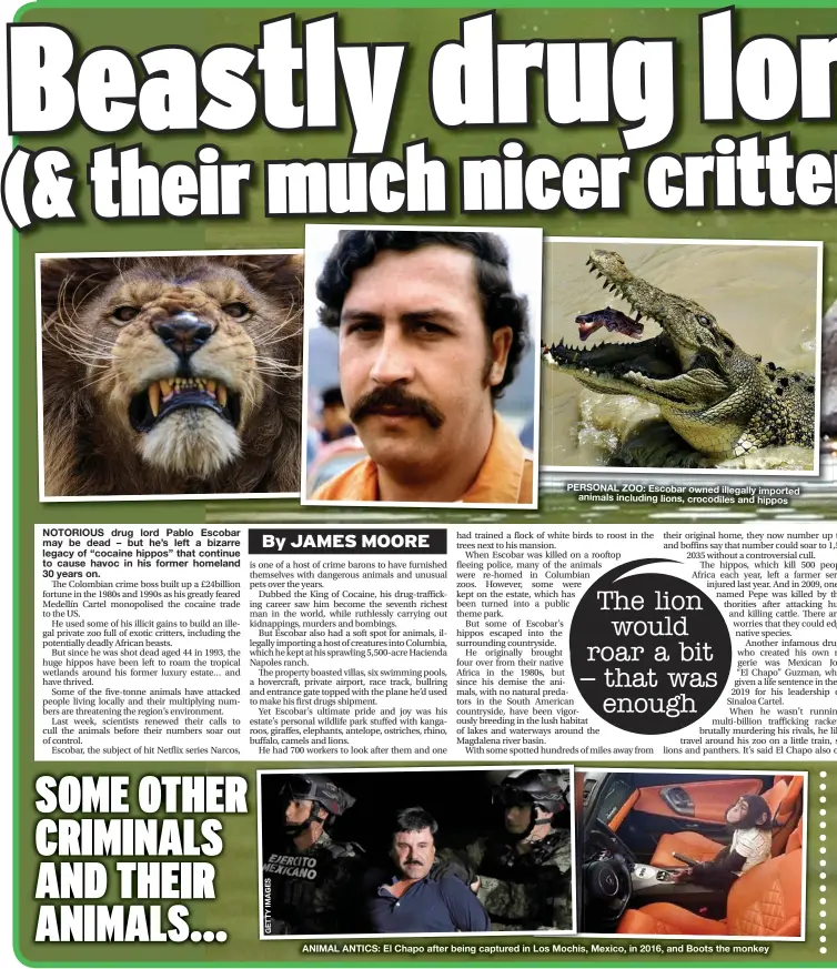  ??  ?? PERSONAL ZOO: Escobar owned illegally imported animals including lions, crocodiles and hippos