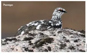  ??  ?? Ptarmigan