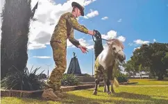  ?? 1RAR mascot shetland pony Lance Corporal Septimus Quintus and handler Private Tyler Hine. ?? PRIVATE TYLER HINE