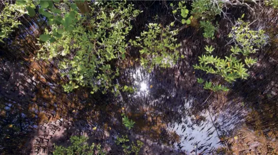  ??  ?? BELOW The mangrove seedlings viewed from above at low tide