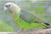  ?? ?? THE total population of Cape Parrots at last count was 1 800 and concerns for the species are mounting.