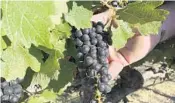  ?? TERRY CHEA/AP ?? Cabernet Sauvignon wine grapes that are almost ready for harvest are held at Wente Vineyards in Livermore, Calif.