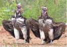  ?? PROVIDED BY SAVERIO GATTO/ COMEDY WILDLIFE PHOTOGRAPH­Y AWARDS ?? A lappet-faced vulture, like the ones seen here, was found dead at the Dallas Zoo.