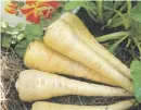  ??  ?? PARSNIPS. Sweeter than carrots