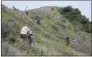  ?? SHAUN WALKER — TIMES-STANDARD FILE PHOTO ?? Volunteers help remove nonnative bush lupine during the annual Lupine Bash at the Lanphere Dunes Unit of the Humboldt Bay National Wildlife Refuge west of Arcata in 2017.