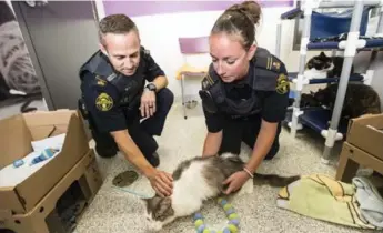  ?? BERNARD WEIL/TORONTO STAR ?? A report says OSPCA inspectors, including Brad Dewar and Sara Munoz, are working under “shocking conditions.”