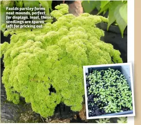  ??  ?? Faulds parsley forms neat mounds, perfect for displays. Inset, these seedlings are spares left for pricking out