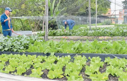  ?? EFE ?? Con la granja escolar y una estrategia de pedagogía sobre nutrición, los estudiante­s de un colegio de Bogotá aprenden a cuidarse.