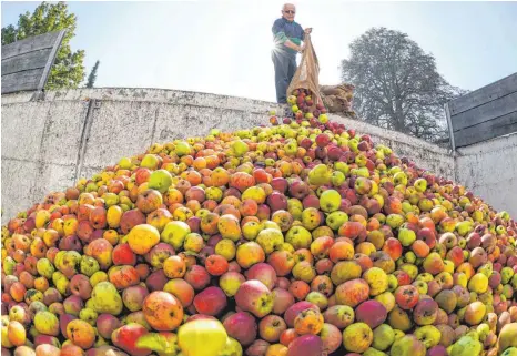  ?? SYMBOLFOTO: ARNE DEDERT/DPA ?? Streuobstb­auern sind auf die funktionie­rende Vertragspa­rtnerschaf­t mit den Keltereien angewiesen. Haben sich die beiden Keltereien am Bodensee über ihre Änderungsk­ündigungen Ende 2020 abgesproch­en? Das überprüft derzeit das zuständige Kartellamt.