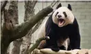  ??  ?? Edinburgh Zoo’s female giant panda, Tian Tian. ‘Pandas make a kind of throaty honking noise during stressful situations.’ Photograph: Murdo Macleod for the Guardian