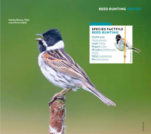  ??  ?? Male Reed Bunting . Which song is this one singing?