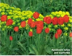  ??  ?? Apeldoorn tulips and euphorbia