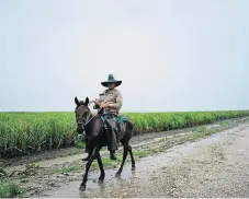  ?? /Reuters ?? Crop under threat: A farmer rides a horse next to a sugar cane field during the passage of subtropica­l storm Alberto in Las Mangas, Cuba, in May. Cuban workers have been urged to produce more sugar.