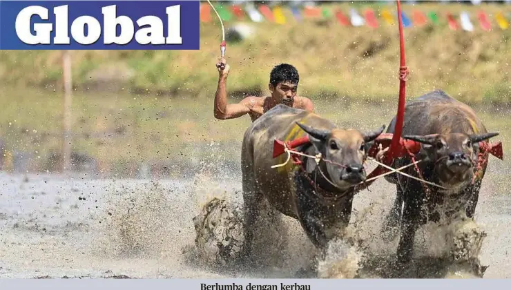  ?? ?? SEORANG petani menunggang bajak kayu sambil berlumba dengan kerbaunya pada perayaan menanam padi di Chonburi, Thailand menandakan bermulanya musim menyemai padi. - AFP