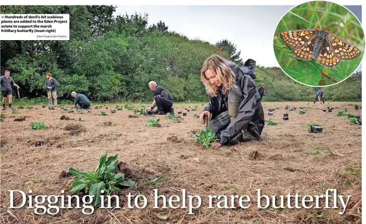  ?? Eden Project/Iain Perkins ?? > Hundreds of devil’s-bit scabious plants are added to the Eden Project estate to support the marsh fritillary butterfly (inset right)