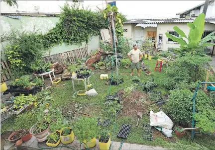  ?? VALENTINA ENCALADA / EXPRESO ?? Jardín. Jaime Saavedra recorre cada noche el huerto de donde cosecha gran parte de lo que se consume a diario en su casa.