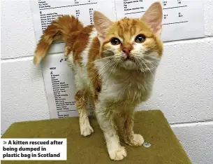  ?? ?? A kitten rescued after being dumped in plastic bag in Scotland