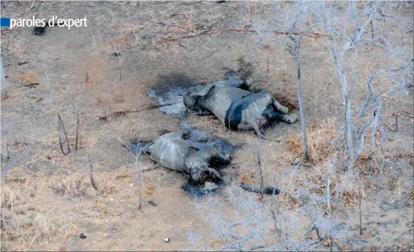  ??  ?? Là où la grande chasse a été supprimée, les activités illégales tel le braconnage (ici des éléphants en Rca) sont en hausse.