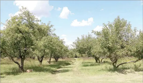  ??  ?? A view looking down a row of apple trees for Starr Hill Orchard near Lincoln. The orchard has about 400 apple trees.