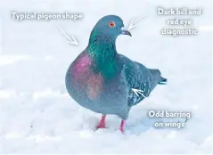  ??  ?? Typical pigeon shape Dark bill and red eye diagnostic Odd barring on wings