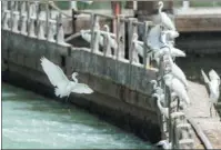  ?? CHEN XIAORONG / FOR CHINA DAILY ?? Egrets perch around Yundang Lake.