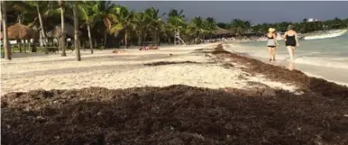  ?? JOSHUA PARTLOW FOR THE WASHINGTON POST ?? Vast floating mats of seaweed have buried Mexico’s Caribbean beaches and even forced some people out of their homes.