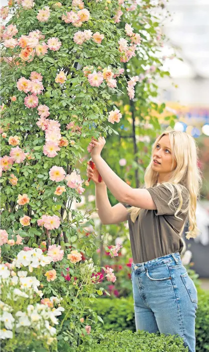  ?? ?? A gardener puts the finishing touches to a display ahead of the opening of the RHS Chelsea Flower Show