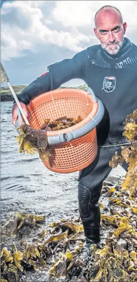  ??  ?? Lewis Mackenzie emerges from the waters off the Hebrideanc­oast with seaweed for Isle of Harris Gin