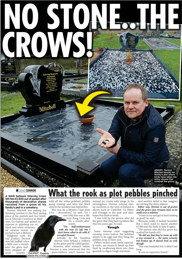  ?? ?? ANGRY: Dermot Mitchell beside his family’s plot where birds have taken the shiny stones that covered the grave