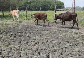  ?? JOSÉ LUIS TAPIA ?? Hay un registro de 5 mil vacas flacas.