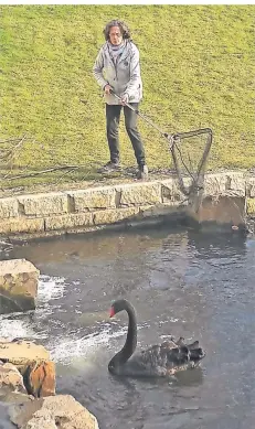  ?? FOTOS (2): SCHNEIDER ?? Margarete Bonmariage versucht, den Trauerschw­an mit einem Kescher zu fangen, um ihn wieder ins freie Wasser bringen zu können.