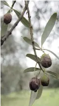  ?? ALESSANDRA TARANTINO/ THE ASSOCIATED PRESS ?? A fruit fly grub infestatio­n has hit olive groves in Italy and output may drop as much as 35 per cent this year.