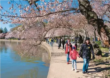  ?? JACQUELYN MARTIN/AP ?? Blooming blossoms: A family walks among cherry blossom trees that have begun to bloom Monday along the tidal basin in Washington, on the first day of the National Cherry Blossom Festival. The festival runs through April 16.