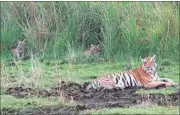  ??  ?? As of January 2015, there are 27 tigers in Pilibhit forest reserve. HT FILE