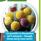  ??  ?? Chrysanths in November isn’t unusual – though these early ones were!