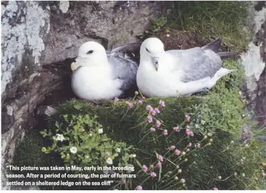  ??  ?? “This picture was taken in May, early in the breeding season. After a period of courting, the pair of fulmars settled on a sheltered ledge on the sea cliff”