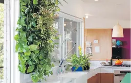  ??  ?? Top: ByNature preserves ferns and mosses and creates garden wall art for the home. Above: This kitchen shares the lush greenery of the great outdoors with a “living wall” from ByNature Design.