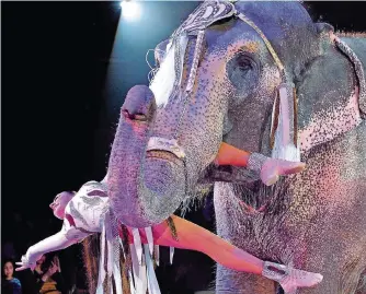  ?? FOTO: DÜREN/DPA ?? Ob Wildtiere wie Elefanten zu großen Zirkussen dazugehöre­n, ist umstritten.