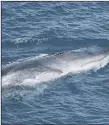  ??  ?? AT RISK Fin whales are at serious risk from ship strike