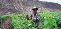  ?? PROVIDED TO CHINA DAILY ?? A farmer works at a vineyard in Markam county. Planting grapes is major means of poverty reduction in the county.