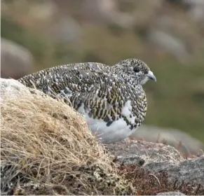  ??  ?? Ptarmigan by Andy Burns Camera: Canon Powershot SX40 HS Shutter Speed: 1/400 Aperture: f/5.8 ISO: 400