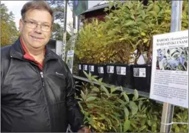  ??  ?? POMOLOG. Leif Blomqvist (känd bland annat för fyra böcker om odling) säger att äpplet är vår mest älskade frukt. Här har han en annan favorit, blåbärstry.