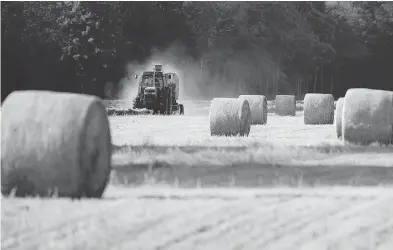  ?? CRAIG GLOVER / THE LONDON FREE PRESS ?? Each crop has its window, writes Agri-Culture columnist Toban Dyck. Each crop variety requires a certain amount of growing days to mature and ripen, a considerat­ion farmers make based on their region and climate.