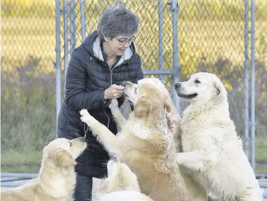  ?? PHOTO DIDIER DEBUSSCHÈR­E ?? Monick Drolet, éleveuse de golden retrievers à Beaumont, a décidé de ne pas augmenter ses prix malgré la hausse de la demande.