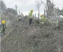  ?? PHOTOS: SUCS ?? A hive of hedge-laying activity.