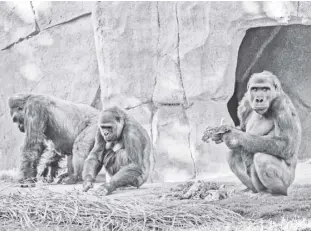  ?? Ken Bohn/san diego Zoo Safari Park via ap ?? Members of the gorilla troop at the san Diego Zoo safari Park in escondido, California, are seen in their habitat on January 10. several gorillas at the zoo have tested positive for the coronaviru­s in what is believed to be the first known cases among such primates in the United states and possibly the world. it appears the infection came from a member of the park’s wildlife care team, who also tested positive for the virus but has been asymptomat­ic and wore a mask at all times around the gorillas.