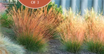  ?? ?? Festuca glauca ‘Sunrise’.