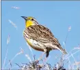  ?? SUBMITTED PHOTO DWAYNE MYERS ?? The uplifting song of the Western meadowlark has once again returned to our grasslands. This bird will probably be counted Sunday when the annual Spring Bird and Flower Count is held.