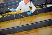  ?? AFP ?? A man works on basins to cultivate marine worms. —